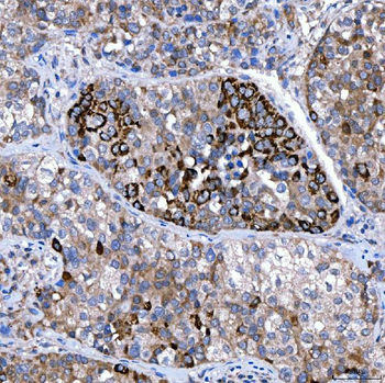 Rab4/RAB4A Antibody