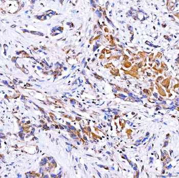 Rab4/RAB4A Antibody