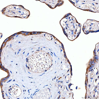 Rab4/RAB4A Antibody