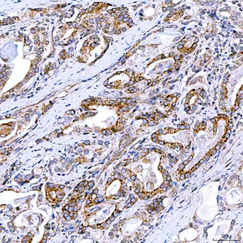 Rab4/RAB4A Antibody
