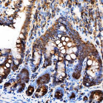 Rab4/RAB4A Antibody