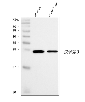 Synaptogyrin 3/SYNGR3 Rabbit Polyclonal Antibody