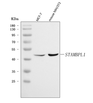 AMSH-LP/STAMBPL1 Antibody
