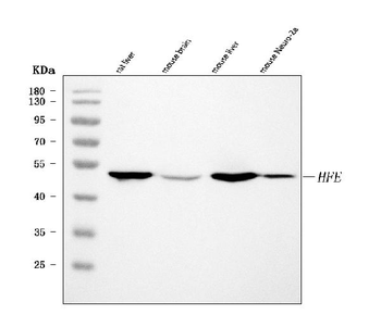 Hfe Rabbit Polyclonal Antibody