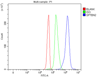 SPTBN2 Antibody