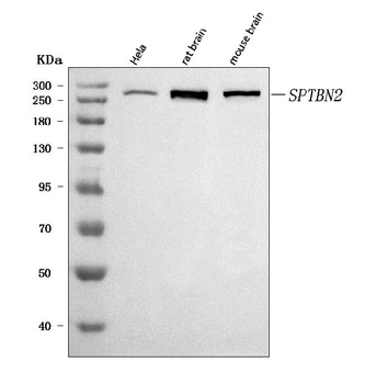 SPTBN2 Antibody