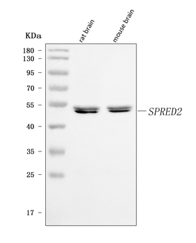 SPRED2 Rabbit Polyclonal Antibody
