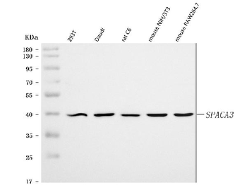 SPACA3 Rabbit Polyclonal Antibody