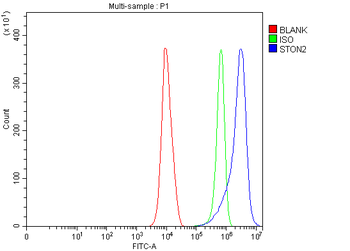 STON2 Rabbit Polyclonal Antibody