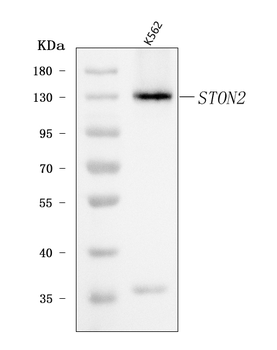 STON2 Rabbit Polyclonal Antibody