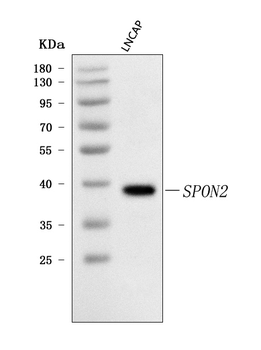 SPON2 Rabbit Polyclonal Antibody