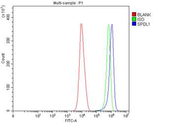 Spindly/SPDL1 Antibody