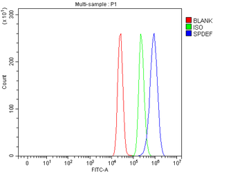 PSE/SPDEF Rabbit Polyclonal Antibody