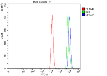 SPAG7 Rabbit Polyclonal Antibody