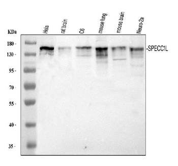 SPECC1L Rabbit Polyclonal Antibody