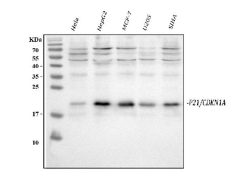 P21/CDKN1A Antibody