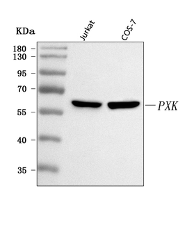 PXK Antibody