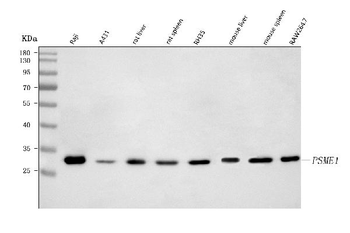 PSME1 Rabbit Polyclonal Antibody