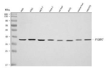 PSMD7 Rabbit Polyclonal Antibody