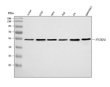 PSMD4 Antibody