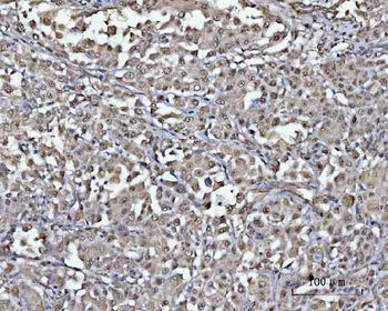PSMD4 Antibody