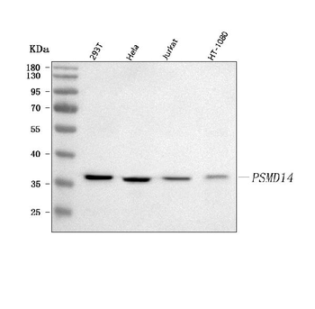 POH1/PSMD14 Antibody