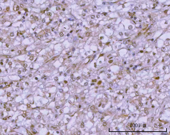 PSMC4 Antibody
