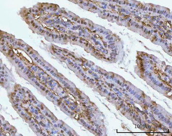 PSMC4 Antibody