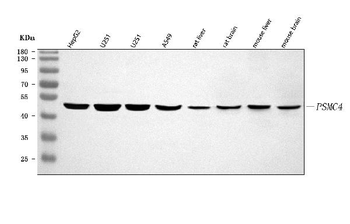 PSMC4 Antibody