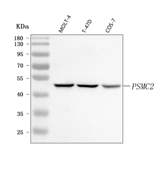 PSMC2 Rabbit Polyclonal Antibody