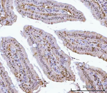 PSMA1 Antibody