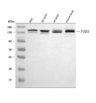 PSD3 Rabbit Polyclonal Antibody