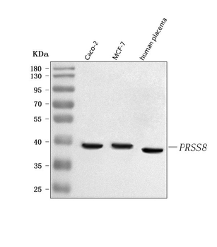 PRSS8 Rabbit Polyclonal Antibody