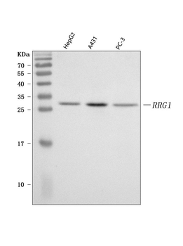 PRRG1 Rabbit Polyclonal Antibody