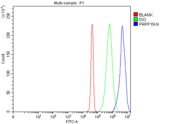 PRPF19 Rabbit Polyclonal Antibody