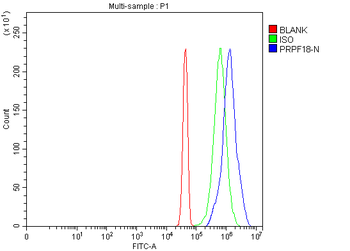PRPF18 Antibody