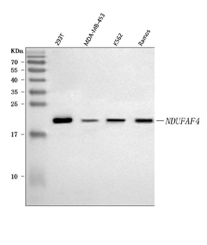 NDUFAF4 Antibody