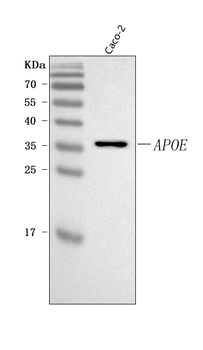 APOE Rabbit Polyclonal Antibody