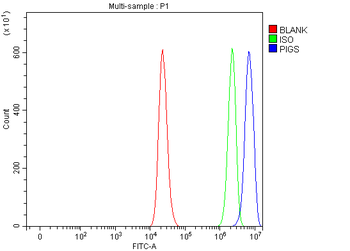 PIGS Rabbit Polyclonal Antibody