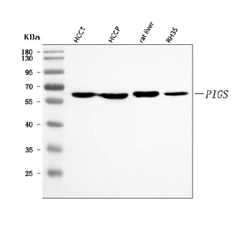 PIGS Rabbit Polyclonal Antibody