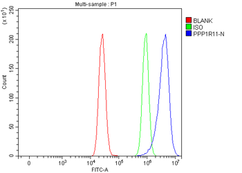 PPP1R11 Rabbit Polyclonal Antibody