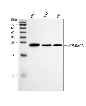 POLR3GL Rabbit Polyclonal Antibody
