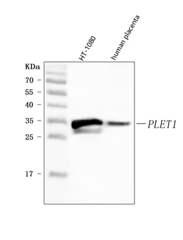 PLET1 Rabbit Polyclonal Antibody