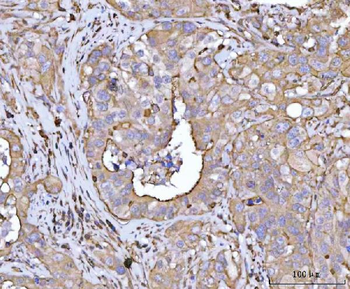 PLD6 Antibody