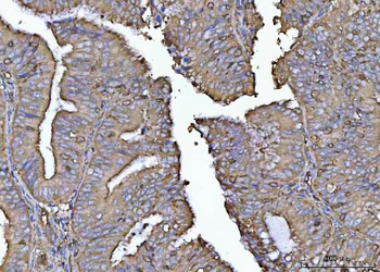 PLD6 Antibody