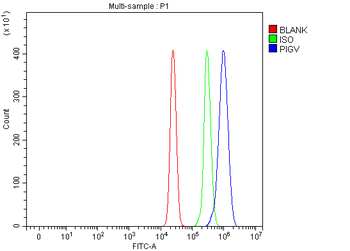 PIGV Rabbit Polyclonal Antibody
