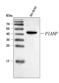 PIANP Rabbit Polyclonal Antibody