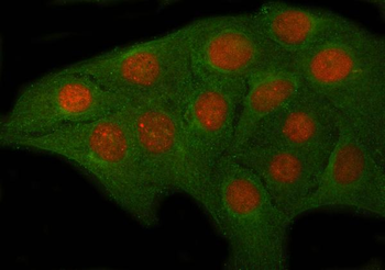 OVOL2 Antibody