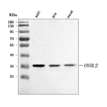 OVOL2 Antibody