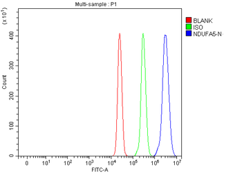 NDUFA5 Rabbit Polyclonal Antibody